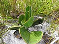 Mairia coriacea leaves