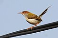 Common tailorbird