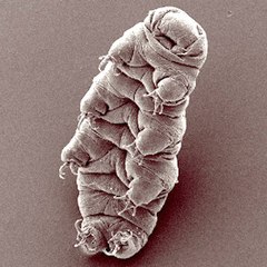 Tardigrade Hypsibius dujardini.