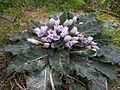 Rohtomandrake eli alruuna (Mandragora officinarum)