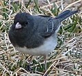 Junco hyemalis hyemalis -koiras