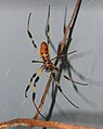 Banana spider