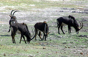 Sorte hesteantiloper, Hippotragus niger