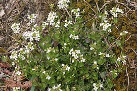 Arabidaceae (Arabidopsis halleri)