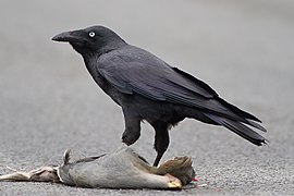 Tasmoansche roave (Corvus tasmanicus)