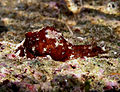 Common sea hare