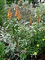 Digitalis (Isoplexis) canariensis