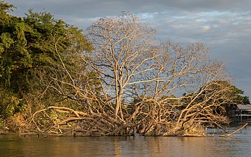 Roots fallen into the water of the Mekong in Don Det