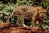 A Jaguar.