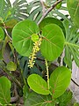 Potted Coccoloba uvifera