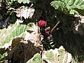 Gunnera insignis