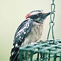 Hairy Woodpecker