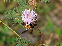 Polinizando unha Mimosa pudica.