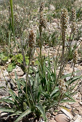 Plantago ovata