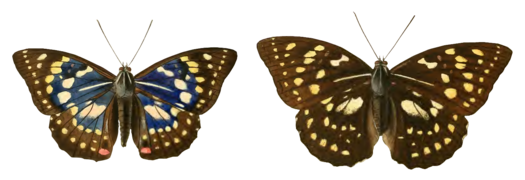 Papillon mâle (à gauche) et femelle (à droite).