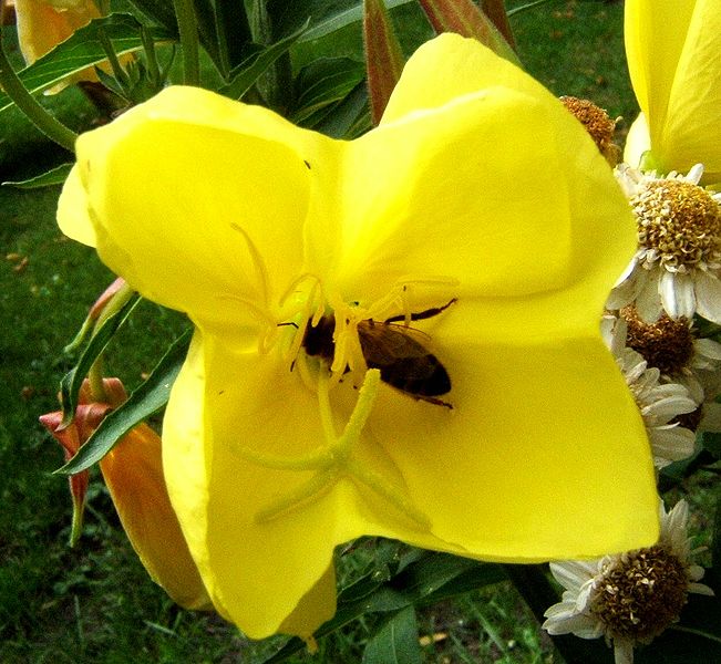 File:Teunisbloem+Insect0444.JPG