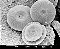 Cocolito Calcidiscus leptoporus (Coccolithales)