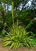 Doryanthes excelsa