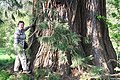 Sequoiadendron giganteum