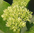 Ixora pavetta