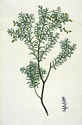 Prumnopitys taxifolia