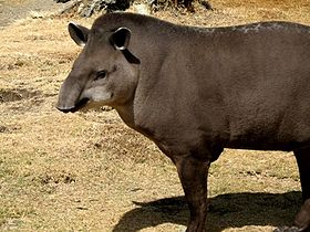 Tapirus terrestris