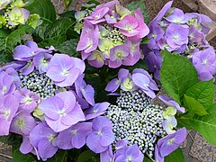 Hydrangea macrophylla