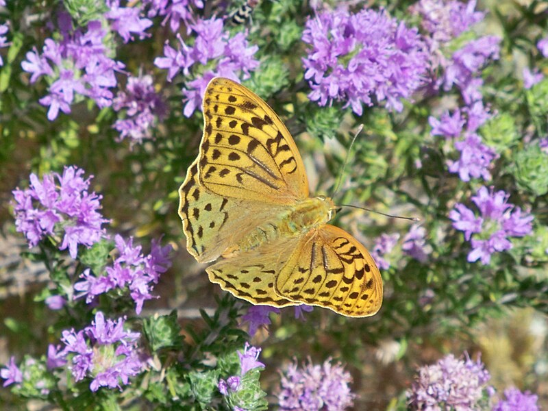 File:Cardinal (Argynnis pandora).jpg