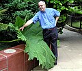 Gunnera manicata