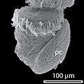 SEM- afbeelding van een trochofoor met protoschelp (PC)