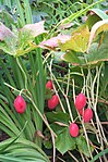 Podophyllum hexandrum