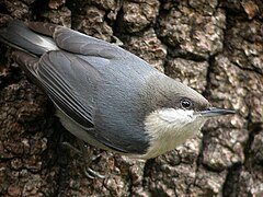 S. pygmaea é a especie máis pequena do xénero.