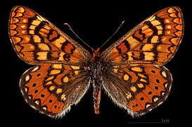 Euphydryas aurinia beckeri ♀