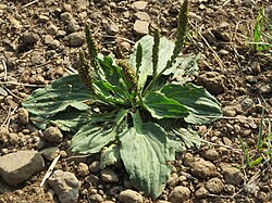 Piharatamo (Plantago major)