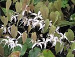 Epimedium leptorrhizum