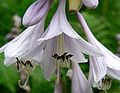 Hosta sieboldiana 'Picta', Blüten