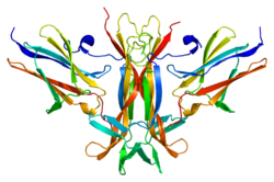 PDB 1hcf.