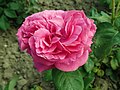 Rose ‘Hippolyte Jamain’ (1874)