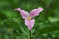 Trillium grandiflorum f. roseum