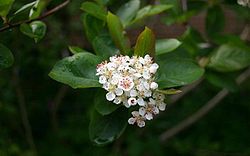 Melnaugļu aronija (Aronia melanocarpa)