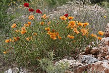 Glaucium leiocarpum - Lotus sweetjuice.jpg