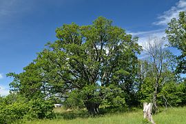 Chêne (Quercus robur), vieux de plus de 300 ans.