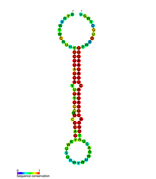 MiR-184 secondary structure.png