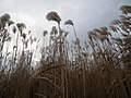 Reedbed of Miscanthus