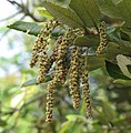 Male catkins