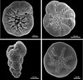 Foraminifères benthiques. Dans le sens des aiguilles d'une montre depuis en-haut à gauche : Ammonia beccarii, Elphidium excavatum clavatum, Buccella frigida, et Eggerella advena (Foraminifera)