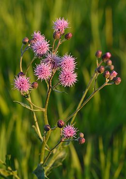 Virágzó mezei aszat (Cirsium arvense) az észtországi Keila mellett