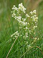 Galium boreale - Noords walstro