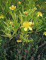 Hypericum erectum