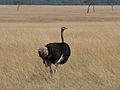 Masai Mara, Kenya